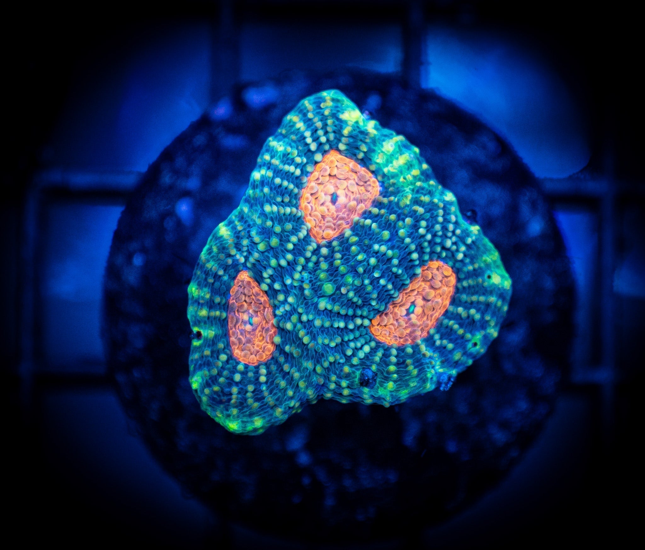 Acanthastrea Echinata Coral Care Guide - Reef Chasers