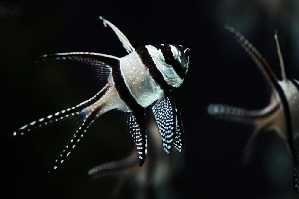 Banggai Cardinalfish Care Guide - Reef Chasers
