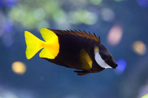 Foxface store rabbitfish care