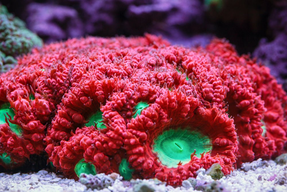Blastomussa Coral Care Guide - Reef Chasers