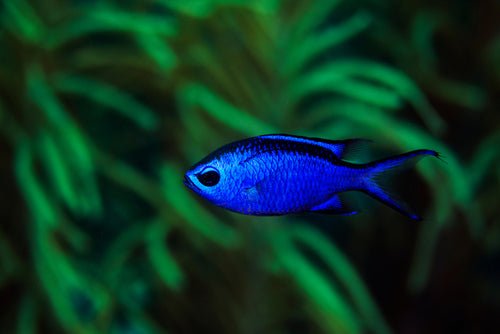 Reef Chasers Blue Reef Chromis Care Guide