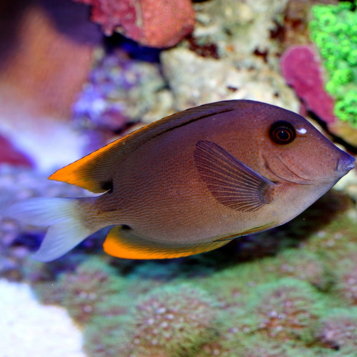 Bristletooth Tomini Tang Care Guide - Reef Chasers