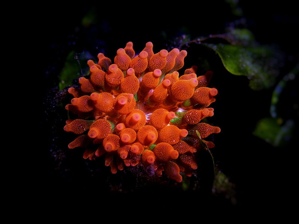 Bubble-Tip Anemone Care Guide - Reef Chasers