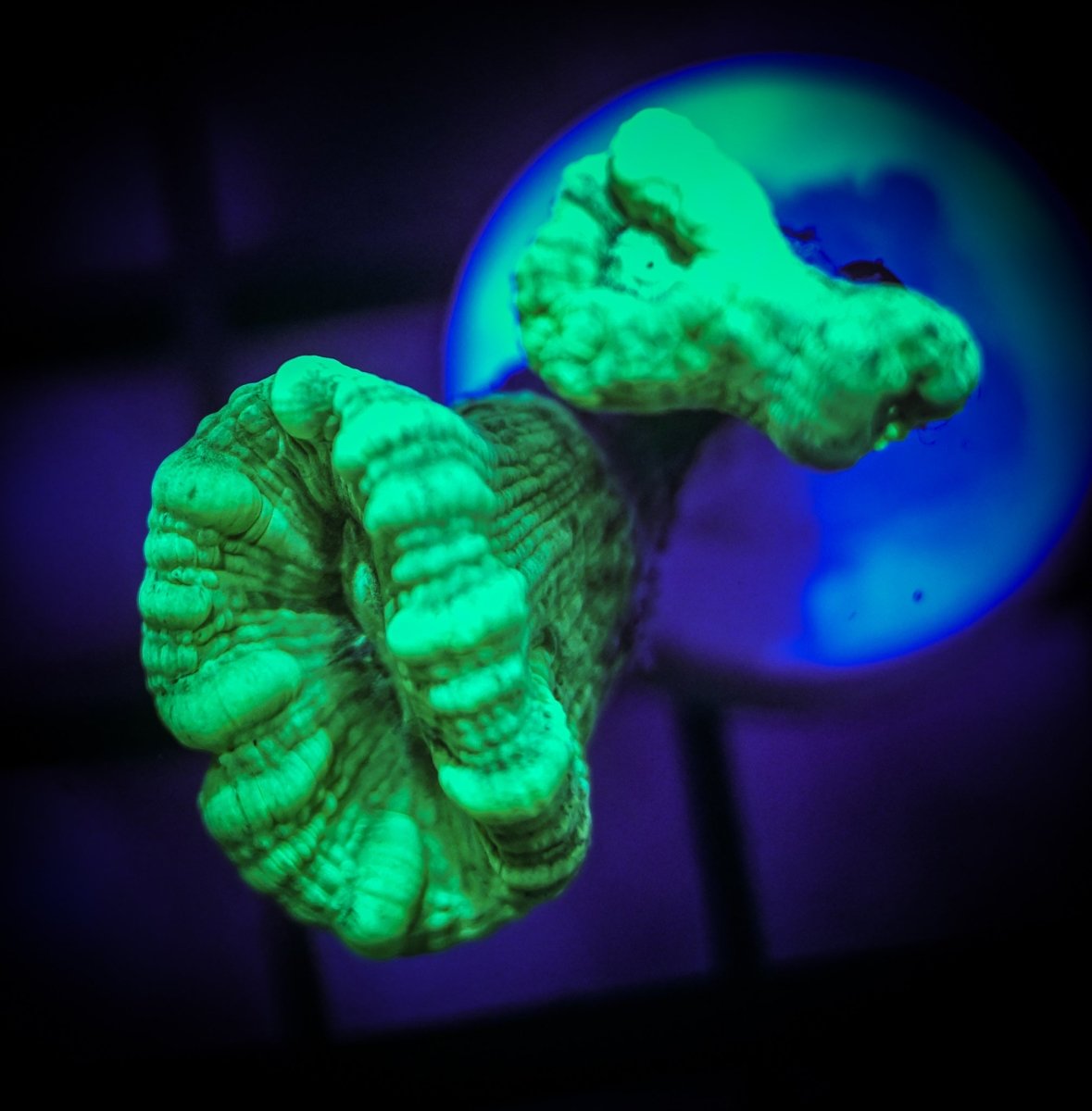 Reef Chasers Coral Care Guide HowTo Candy Cane Coral