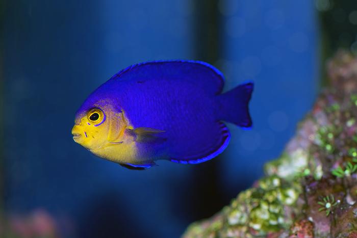 Cherub Angelfish Care Guide - Reef Chasers