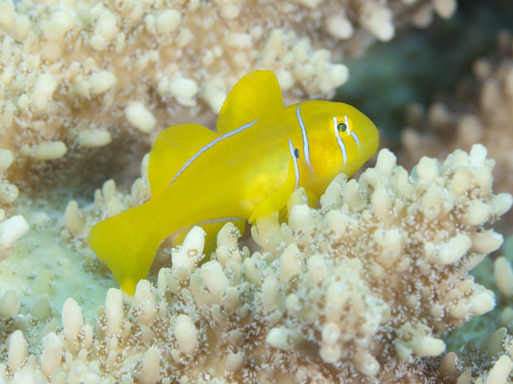 Citron Clown Goby Care Guide - Reef Chasers