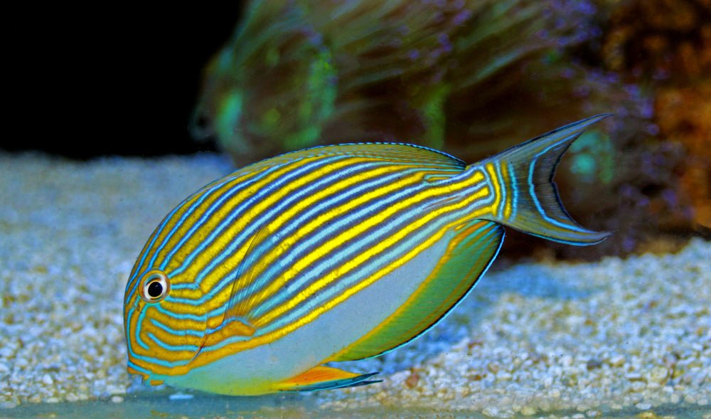 Clown Tang Care Guide - Reef Chasers