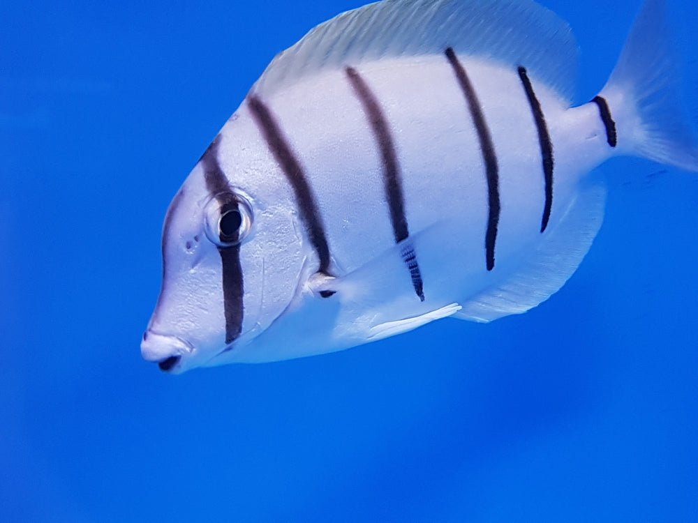 Convict Tang Care Guide - Reef Chasers