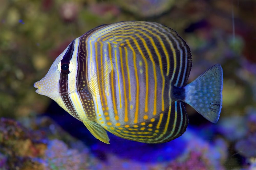 Desjardin Sailfin Tang - Reef Chasers