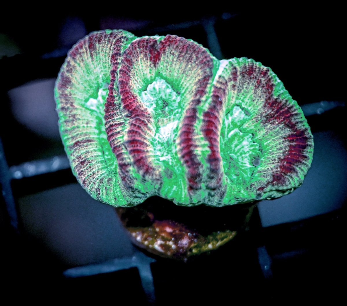 Dipsastraea Coral Care Guide - Reef Chasers
