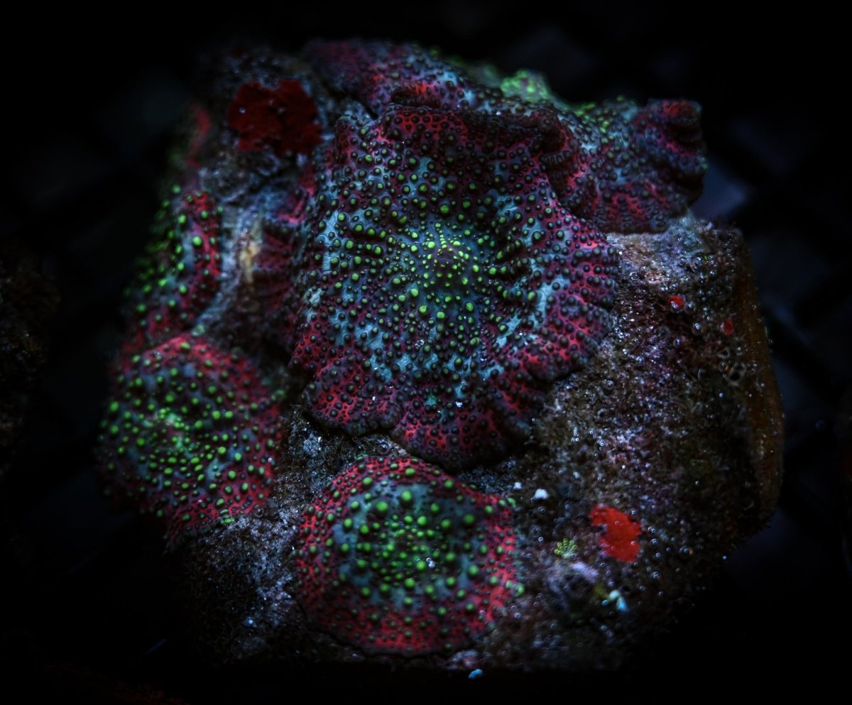 Discosoma Mushroom Coral Care Guide - Reef Chasers