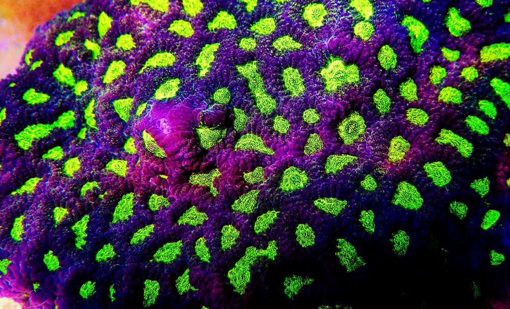 Favites Coral Care Guide - Reef Chasers