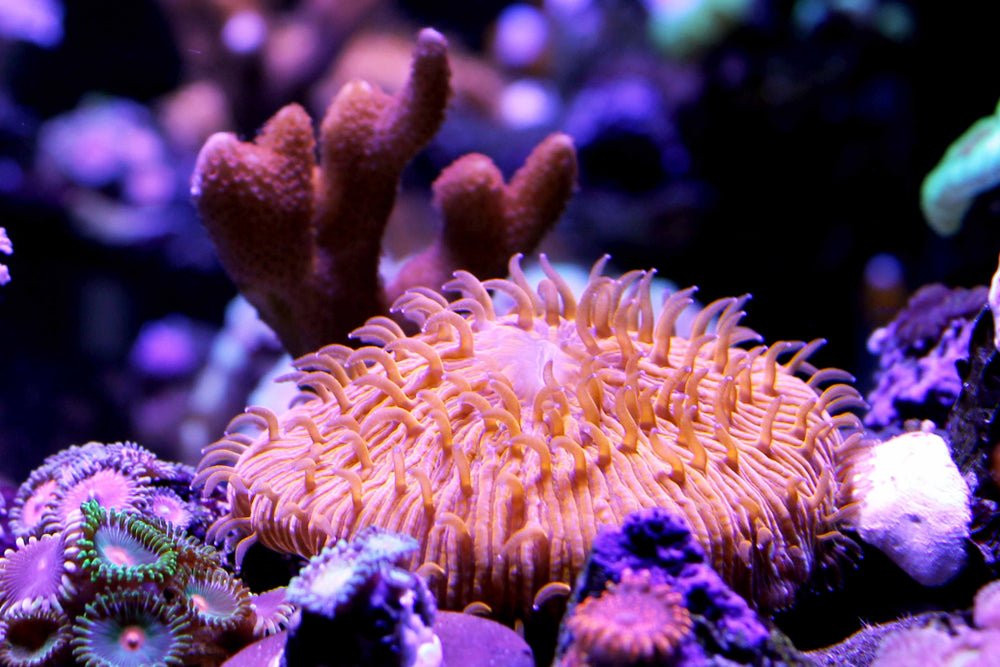 Fungia Plates Coral Care Guide - Reef Chasers