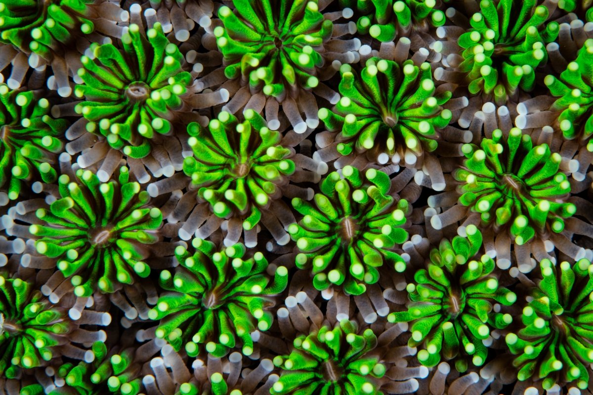 Galaxea Coral Care Guide - Reef Chasers