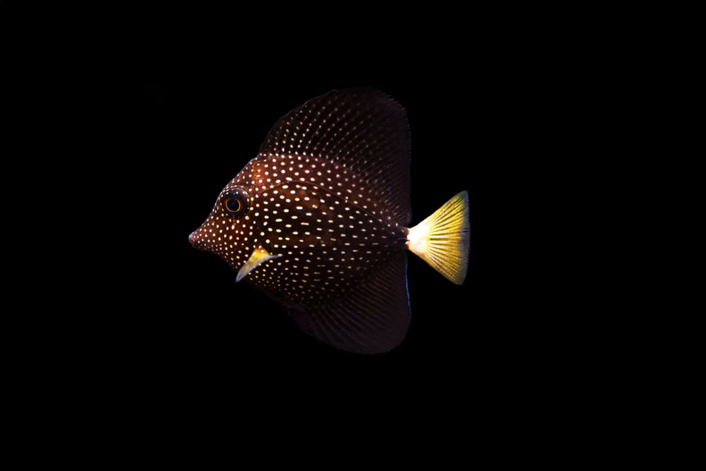 Gem Tang Care Guide - Reef Chasers