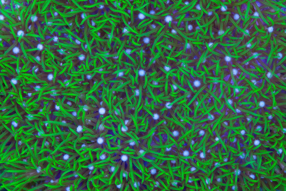 Green Star Polyps Coral Care Guide - Reef Chasers
