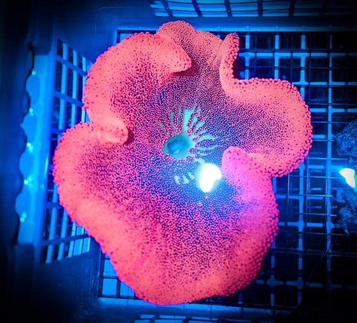 Reef Chasers Coral Care Guide HowTo Haddoni Carpet Anemone