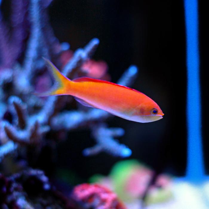 Ignitus Anthias Care Guide - Reef Chasers