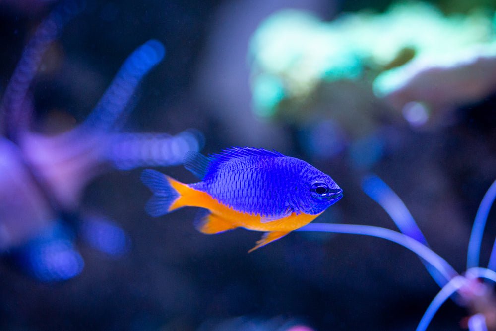 Kupang Damselfish Care Guide - Reef Chasers