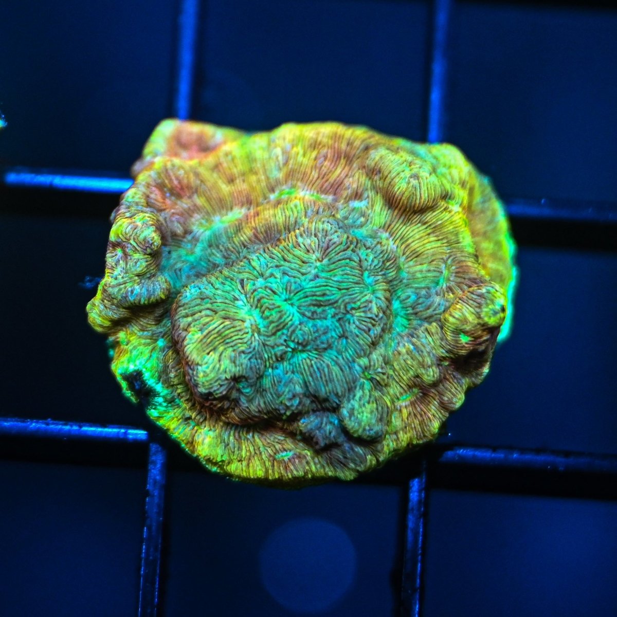 Leptoseris Coral Care Guide - Reef Chasers