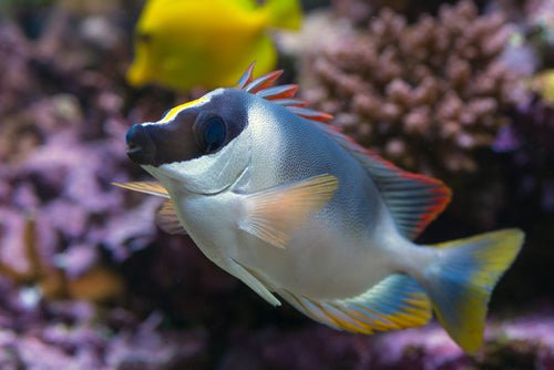 Magnificent Foxface Care Guide - Reef Chasers