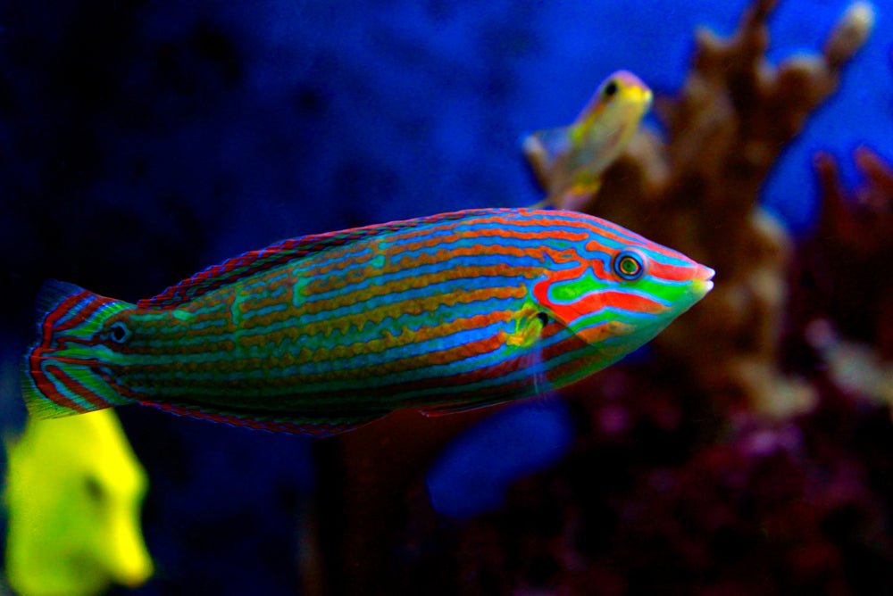 Melanurus Wrasse Care Guide - Reef Chasers