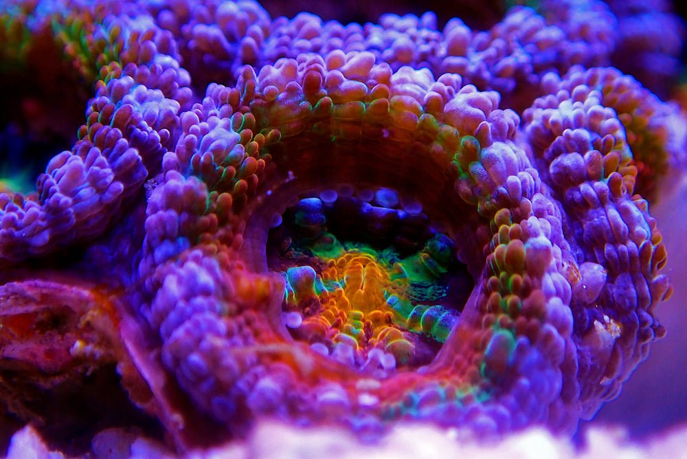 Micromussa Lordhowensis Care Guide - Reef Chasers