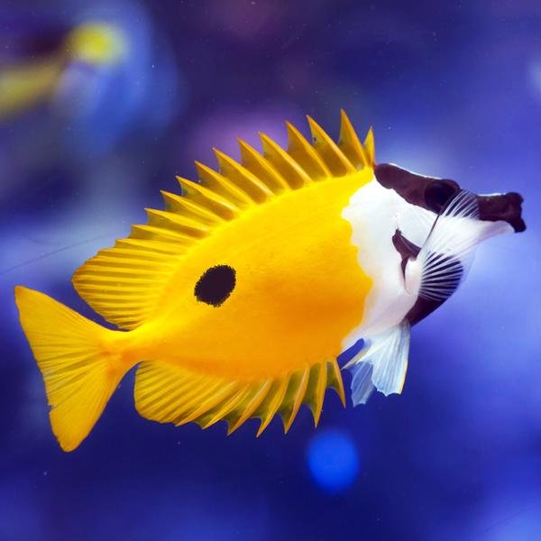 One Spot Foxface Care Guide - Reef Chasers