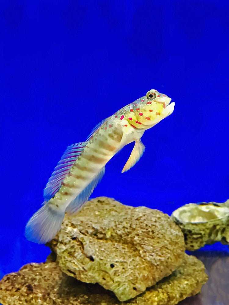 Pink Spotted Watchman Goby Care Guide - Reef Chasers