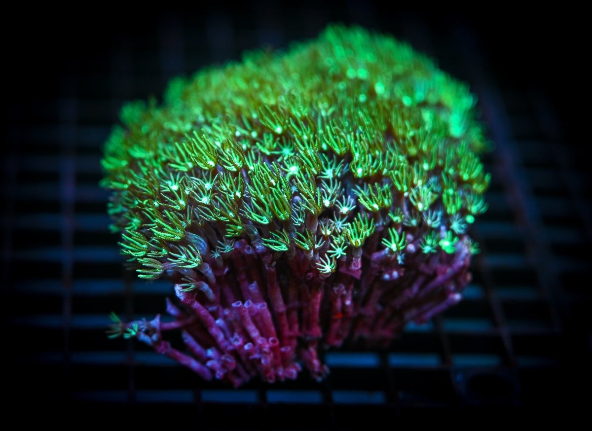 Pipe Organ Coral Care Guide - Reef Chasers