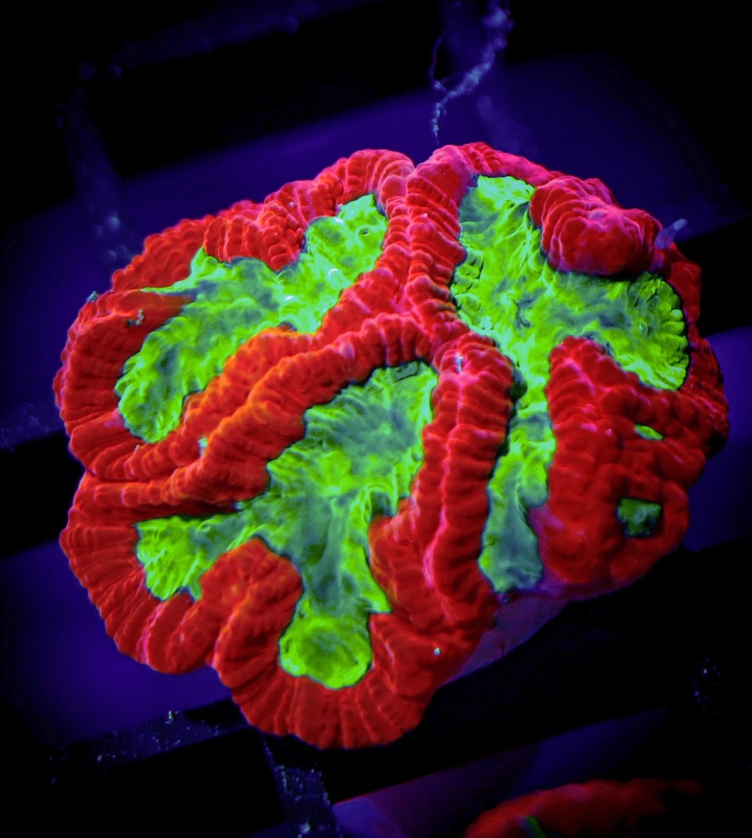Platygyra Coral Care Guide - Reef Chasers