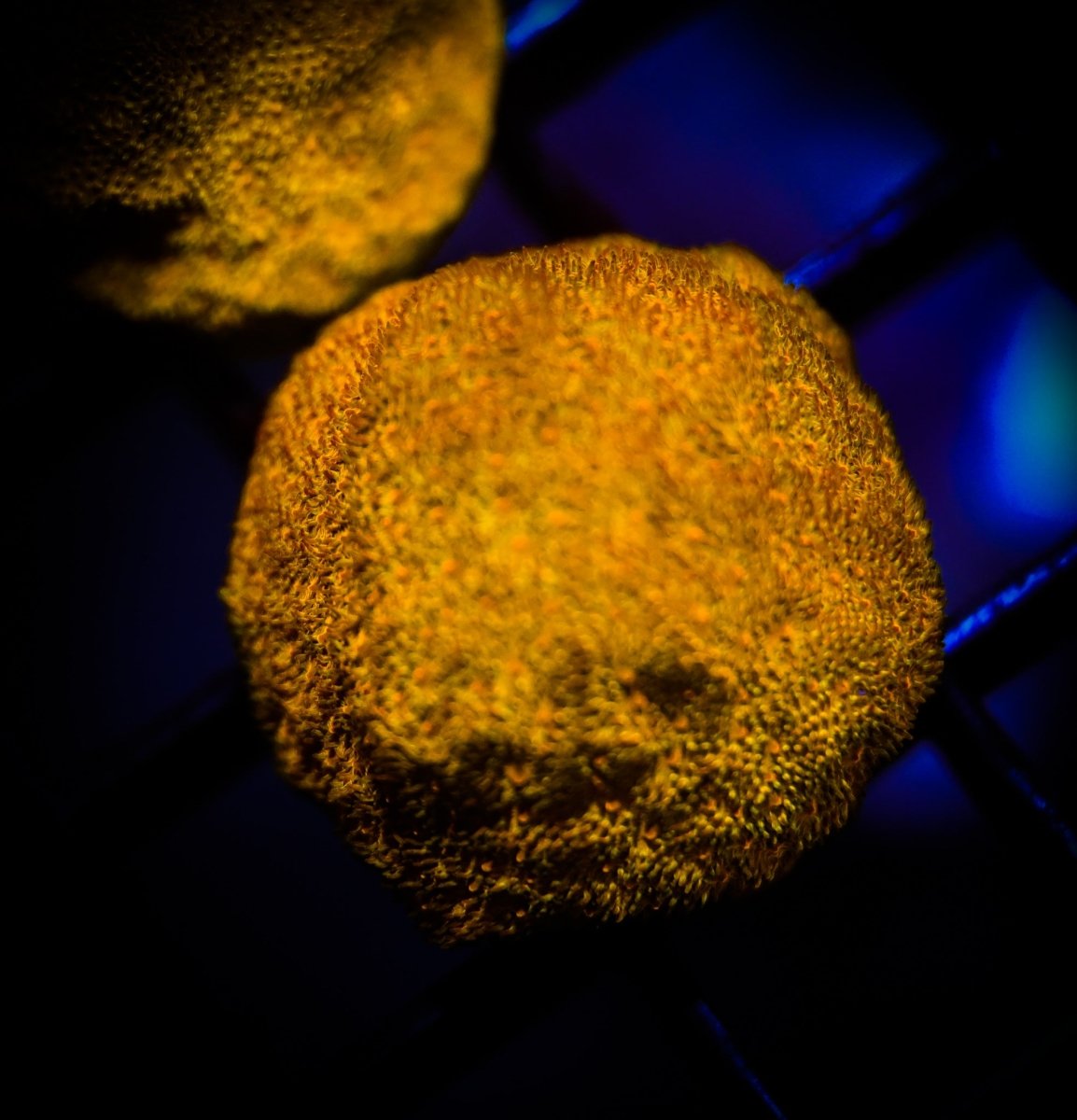 Psammocora Coral Care Guide - Reef Chasers