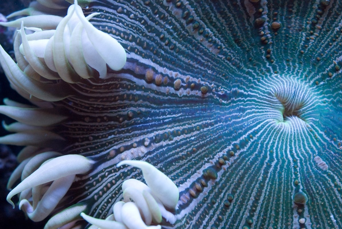 Rock Flower Anemone Care Guide - Reef Chasers
