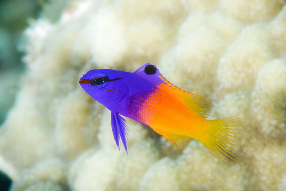 Royal Gramma Care Guide - Reef Chasers
