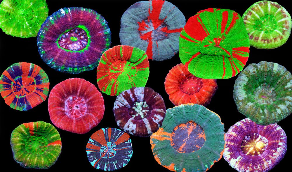 Scolymia Coral Care Guide - Reef Chasers