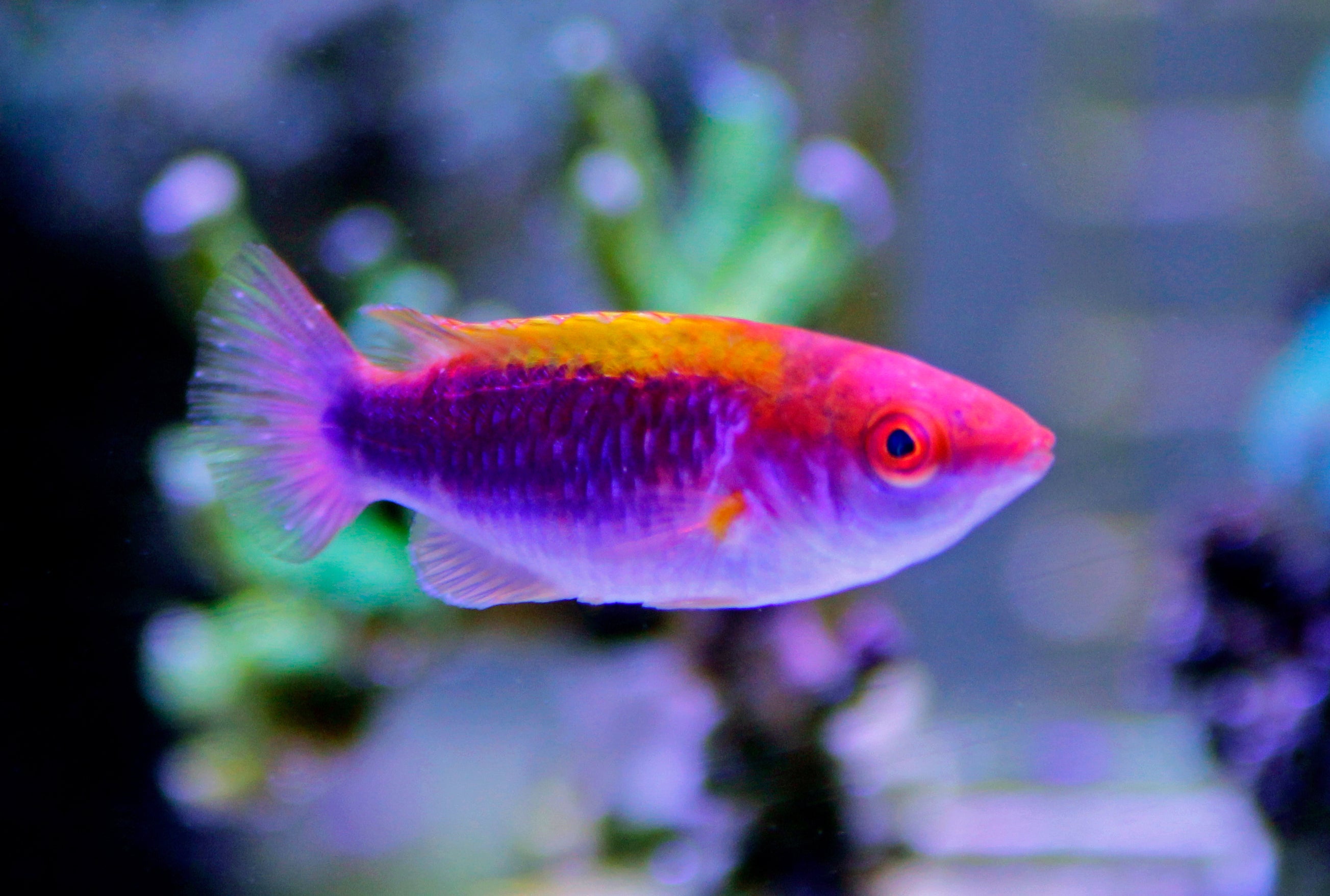 Orange Back Fairy Wrasse Care Guide