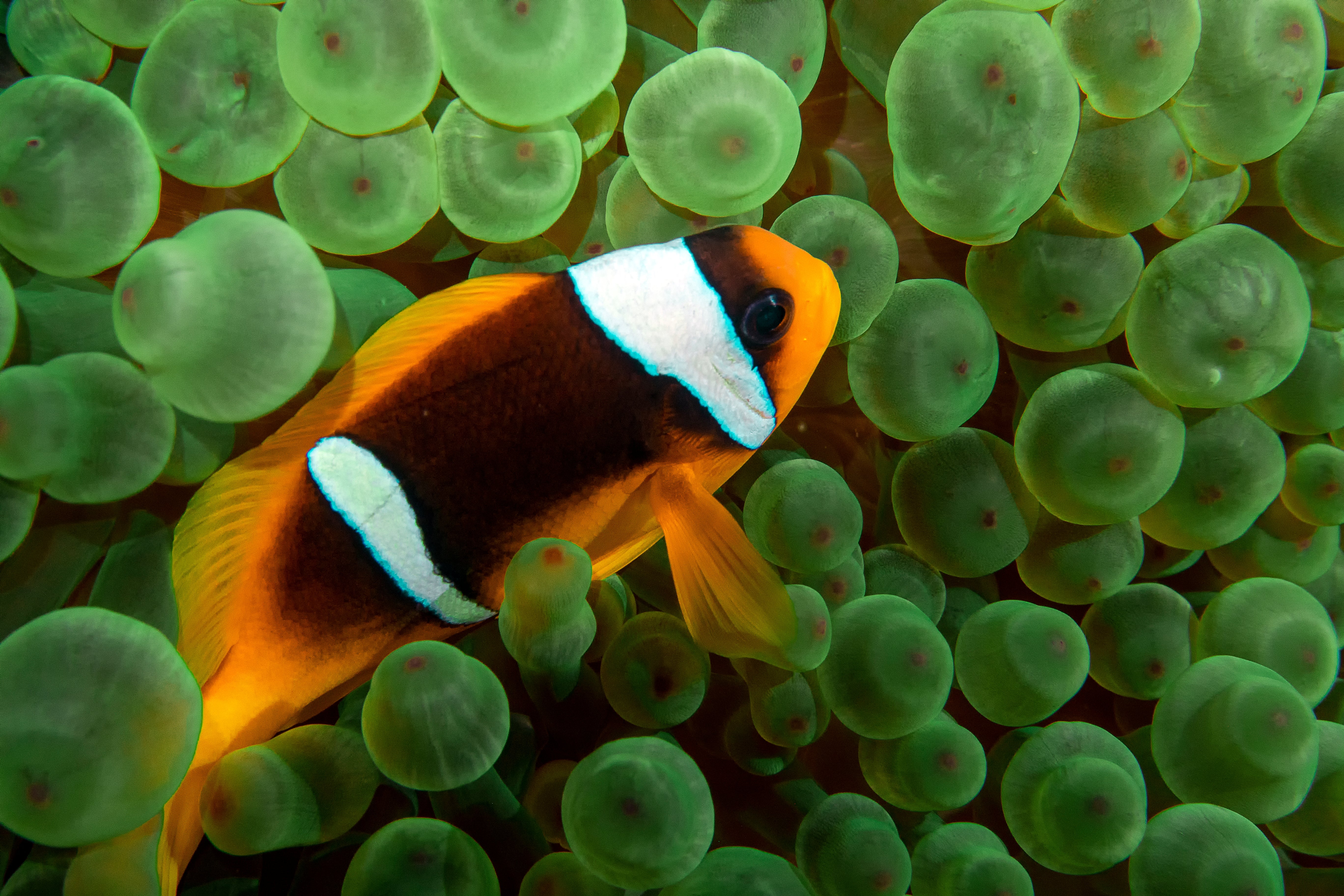 Bicinctus Clownfish Care Guide