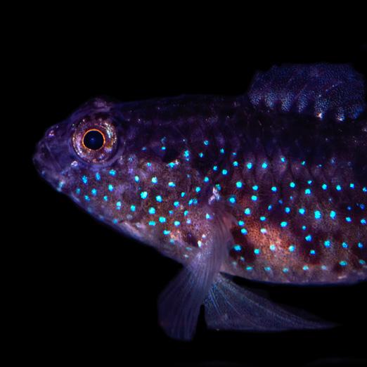 Starry Goby Care Guide - Reef Chasers