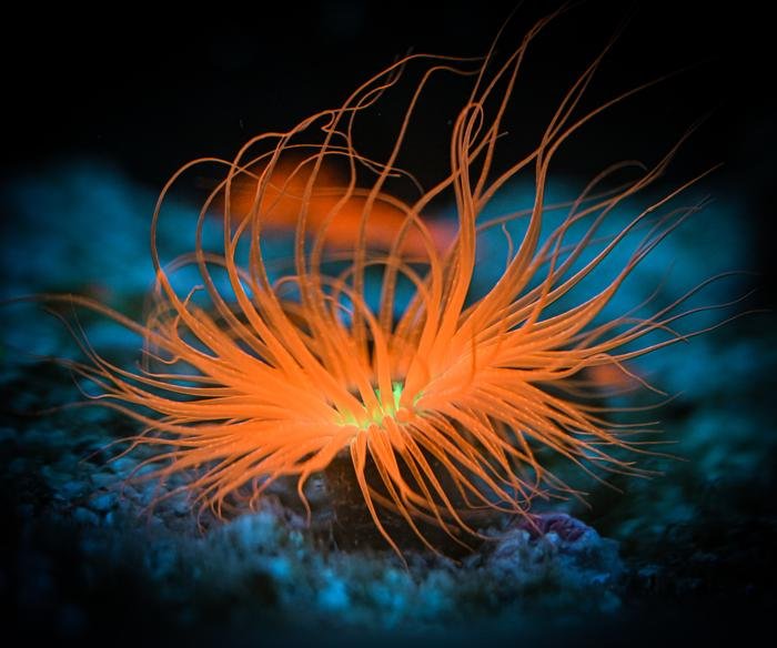 Tube Anemone Care Guide - Reef Chasers