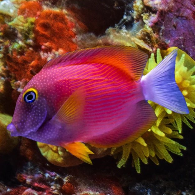 White Tail Bristletooth Tang - Reef Chasers