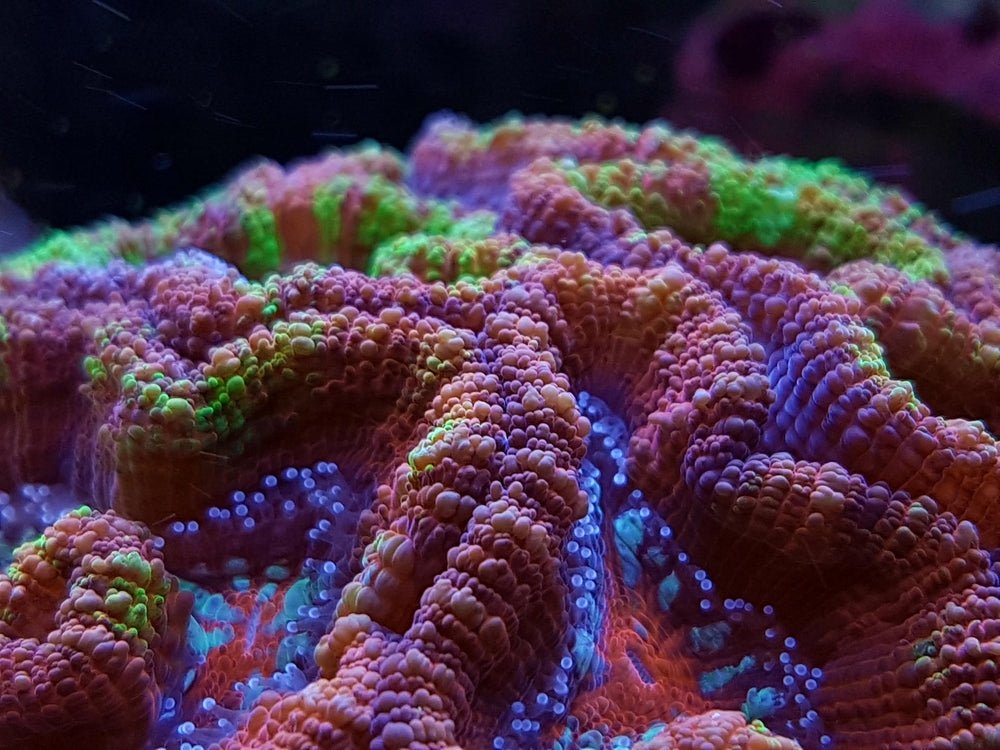 Wilsoni Coral Care Guide - Reef Chasers
