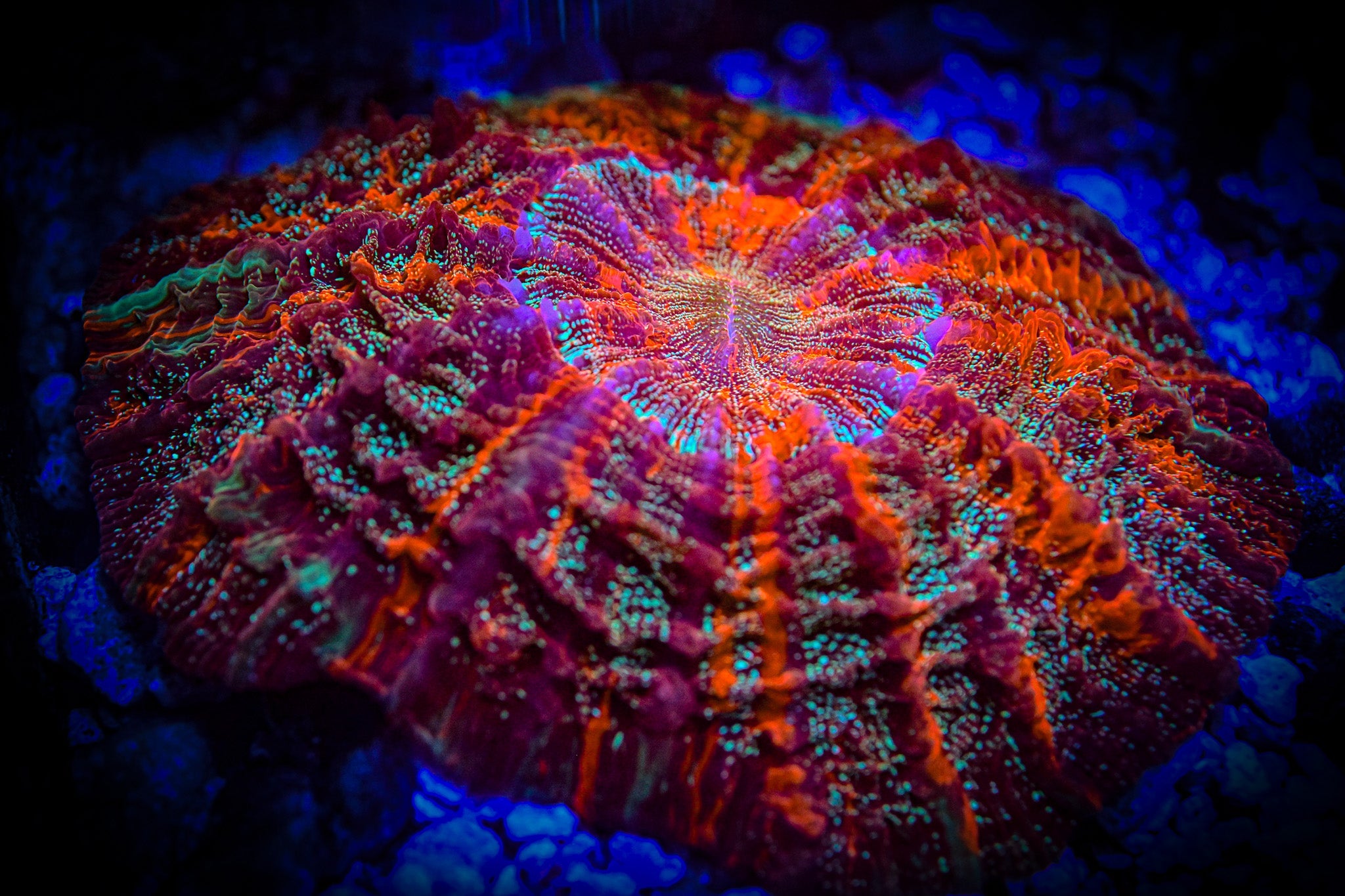 Reef Chasers | Buy Corals Online | Live Coral Auction Shipping Module