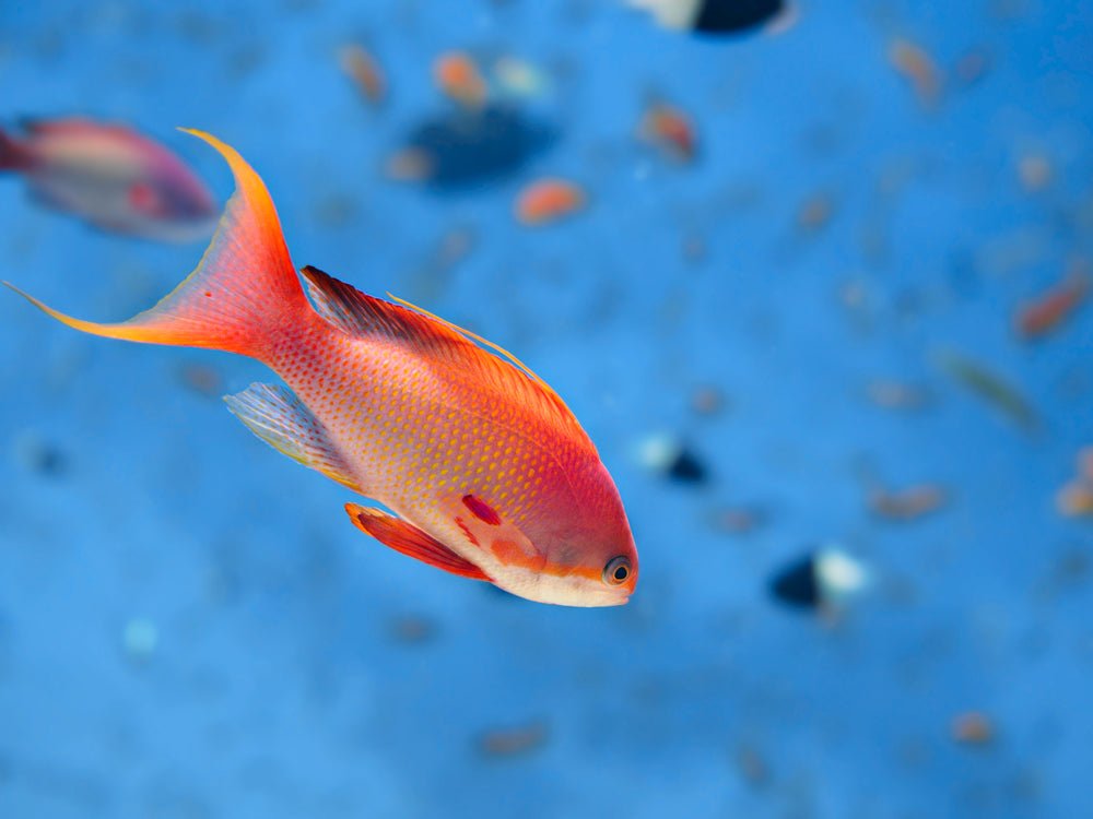 Anthias Fish - Reef Chasers