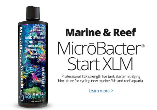 Brightwell Aquatics - Reef Chasers