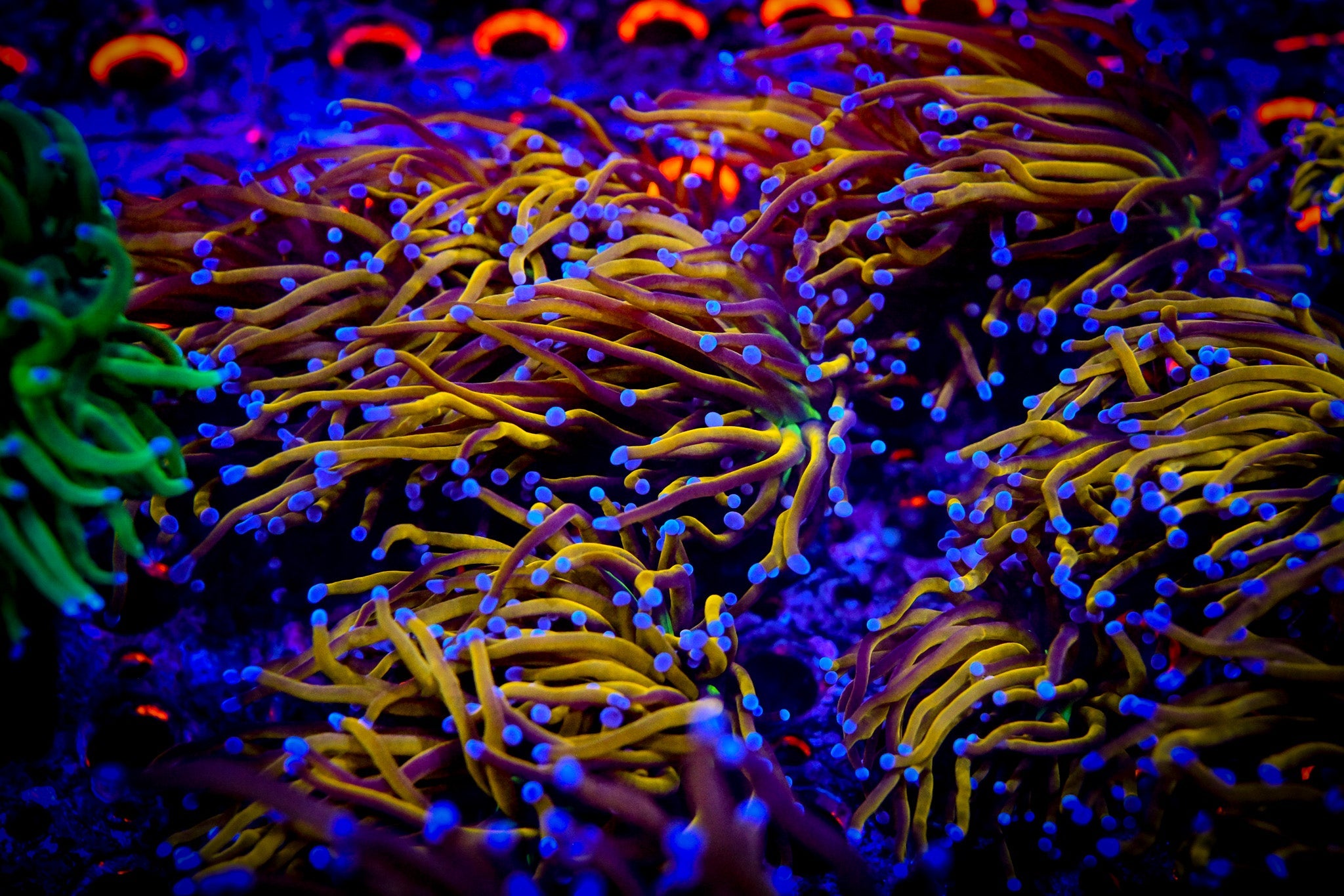 CORALS ON SALE - Reef Chasers