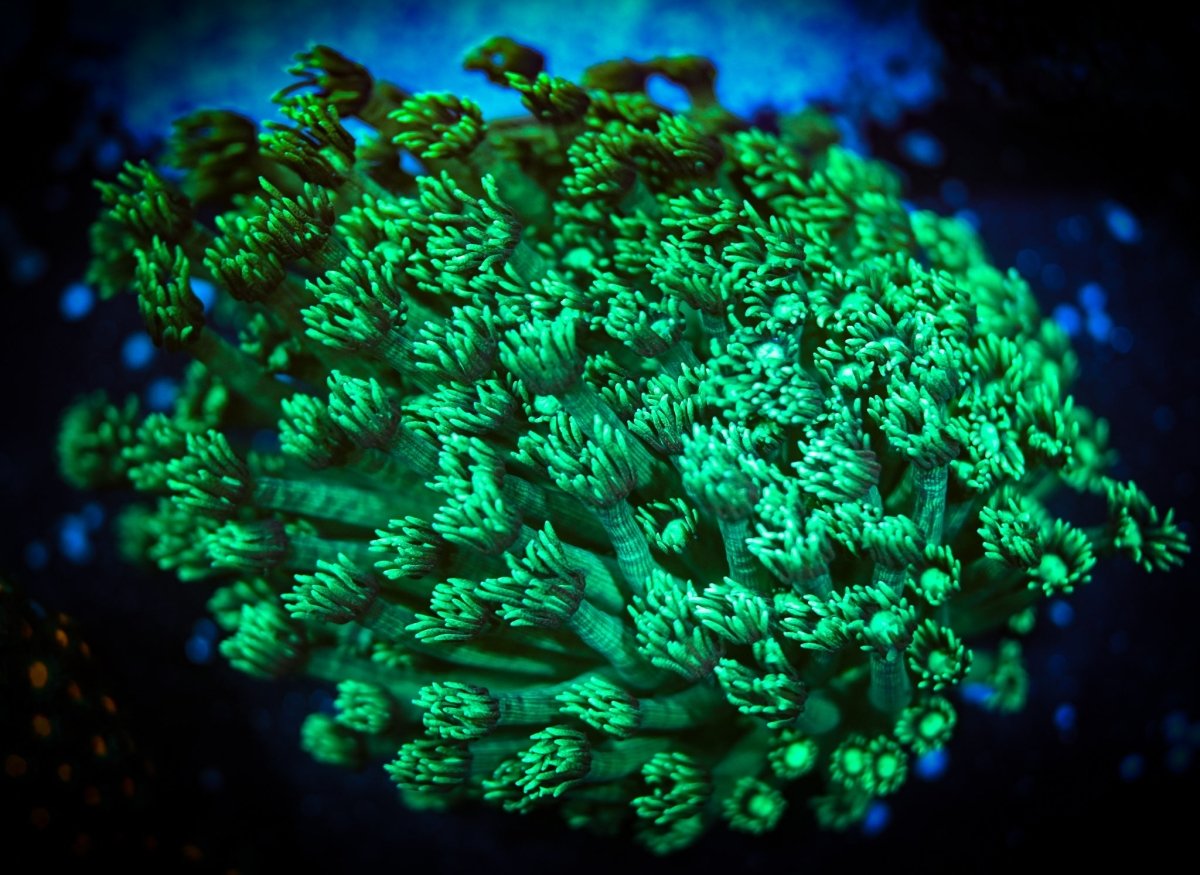 GONIOPORA / ALVEOPORA - Reef Chasers