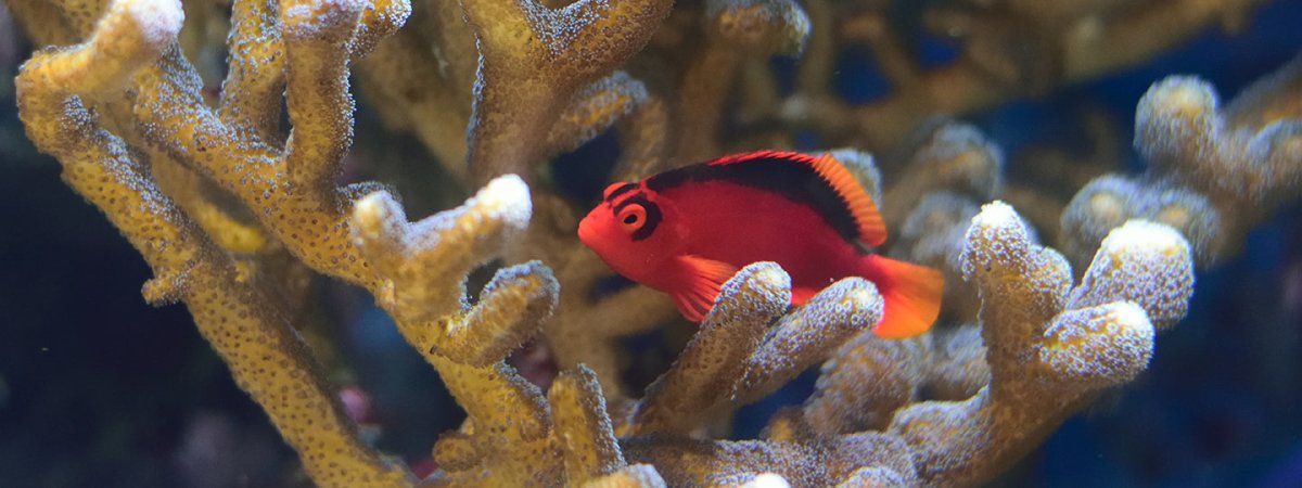 Hawkfish - Reef Chasers