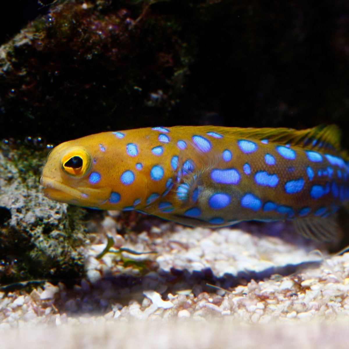 Jawfish - Reef Chasers