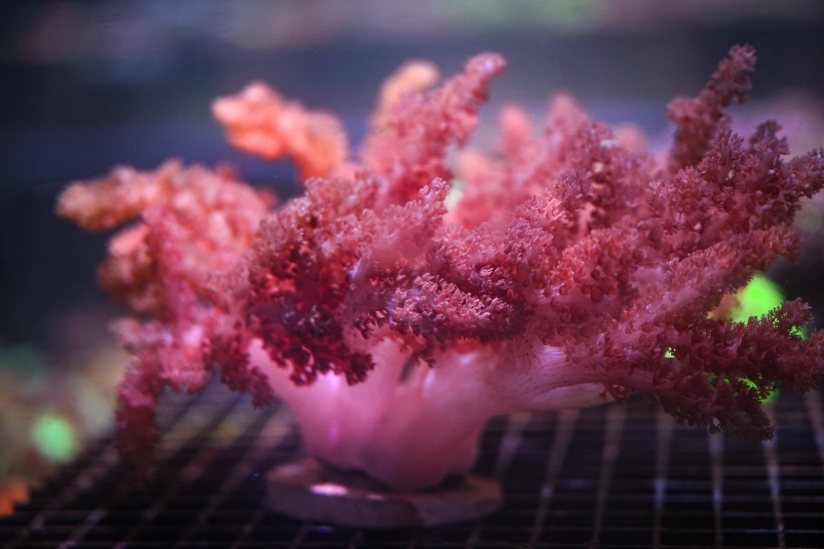 Kenya Tree (Cauliflower) - Reef Chasers