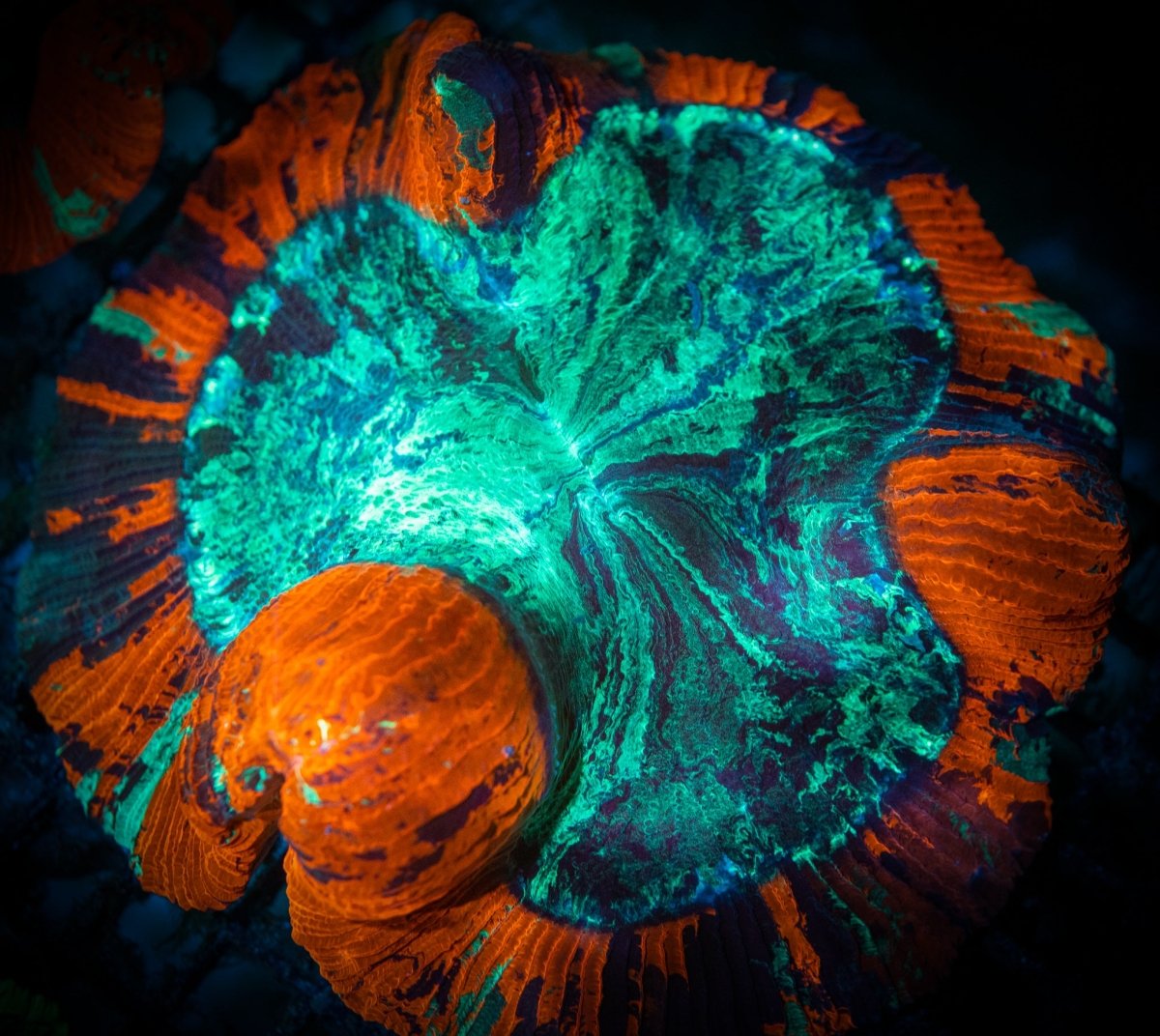 Meat Corals - Reef Chasers